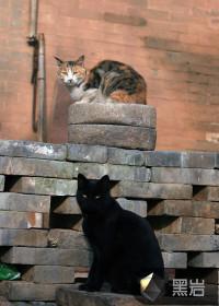 男人梦见猫